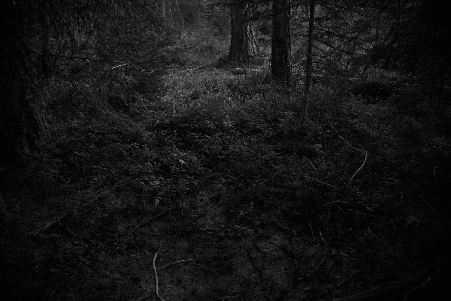 THE FOREST — KEN ROSENTHAL